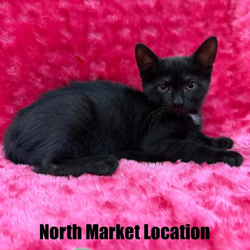 A baby small-sized female Black Domestic Short Hair cat named Aphrodite for adoption in Raleigh, NC