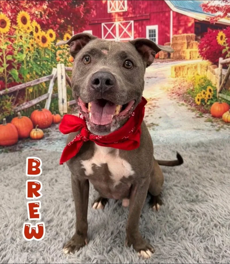 An adult medium-sized male Gray / Blue / Silver Mixed Breed dog named Brew for adoption in Flint, MI