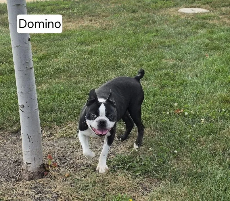 An adult small-sized male Boston Terrier dog named Domino for adoption in Mclean, IL
