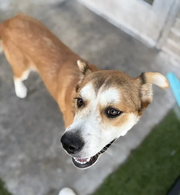 A young medium-sized female Mixed Breed dog named Macie for adoption in Dallas, TX