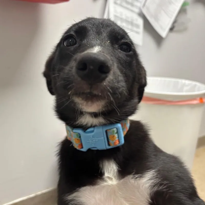A baby small-sized female Black Mixed Breed dog named Pepper for adoption in Brookfield, WI