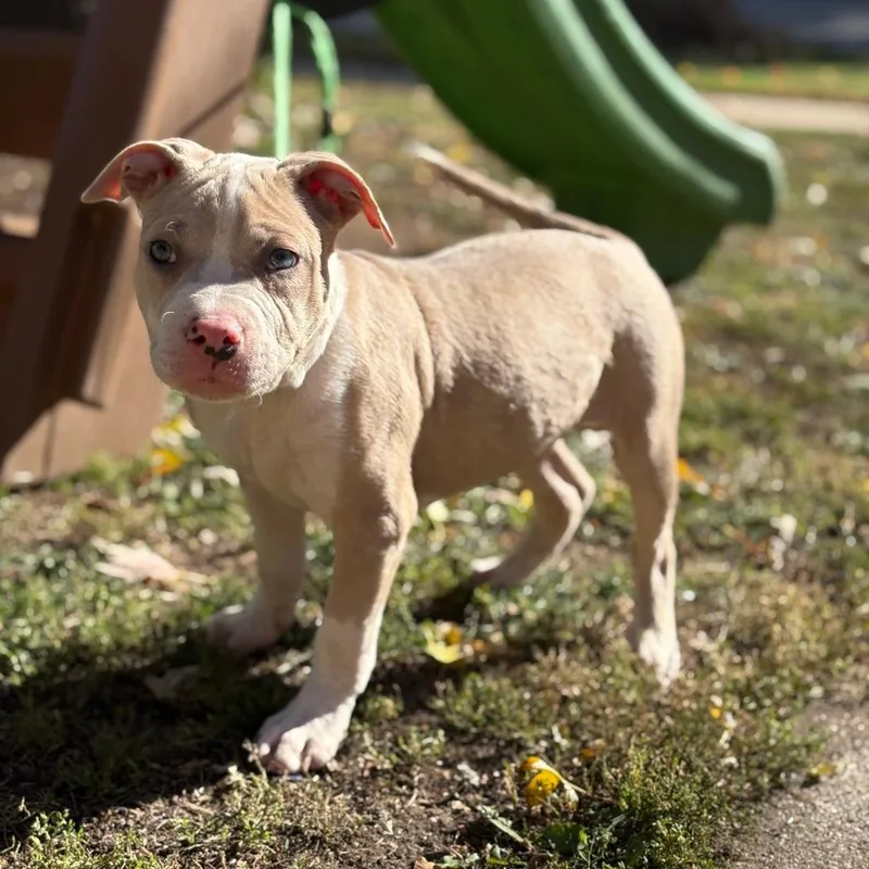 Pluto  Home To thumbnail 3