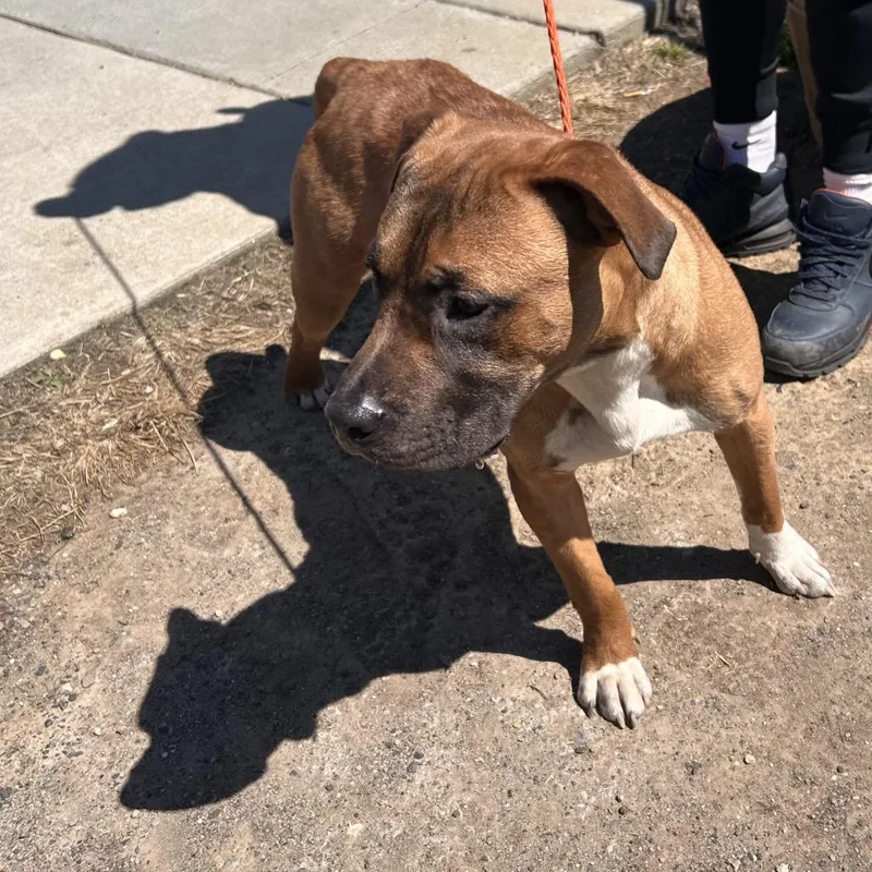 An adult medium-sized male Brown / Chocolate Mixed Breed dog named Champ for adoption in Philadelphia, PA