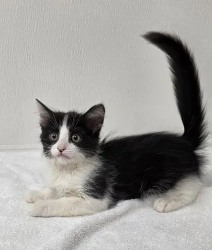 A young small-sized male Domestic Short Hair cat named Stingray for adoption in Phoenix, AZ