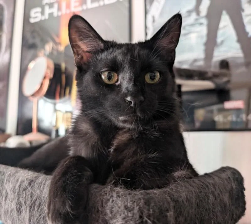 A young medium-sized male Domestic Short Hair cat named Newton for adoption in Burbank, CA
