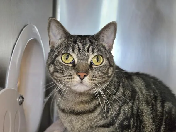 An adult medium-sized female Domestic Short Hair cat named Geebee for adoption in Millersville, MD