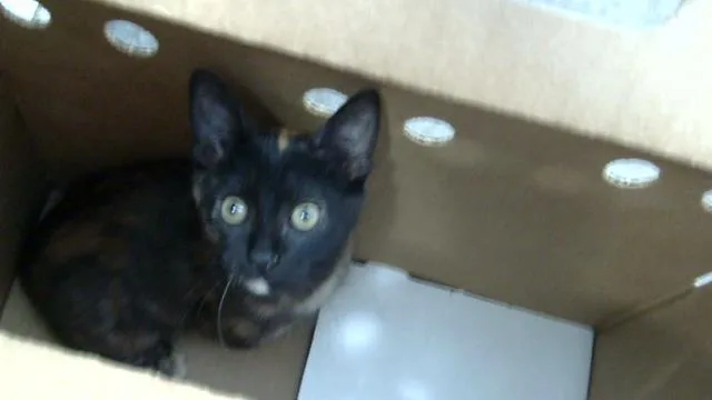 Elinor