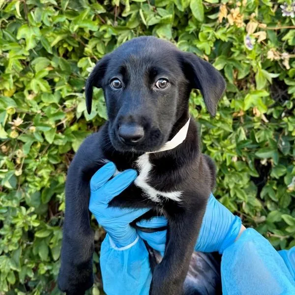 A baby medium-sized female Siberian Husky dog named Calluna for adoption in Walnut Creek, CA
