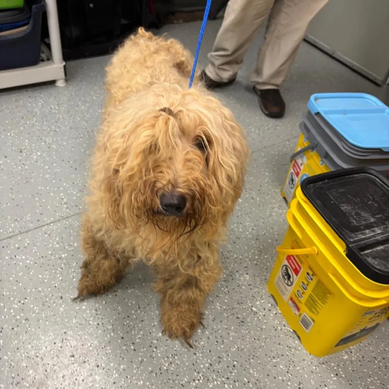 An adult medium-sized female Yellow / Tan / Blond / Fawn Poodle dog named Janis Joplin for adoption in Galax, VA