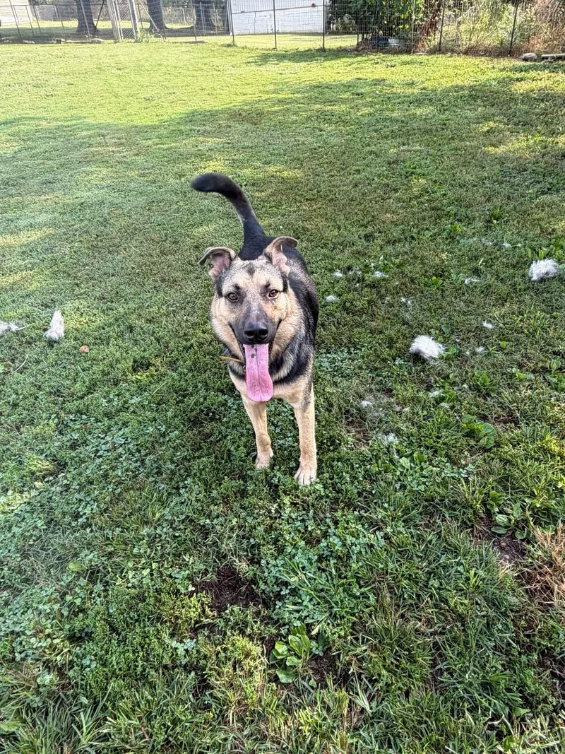 A young large-sized male Black German Shepherd Dog dog named Frankie for adoption in Greeneville, TN