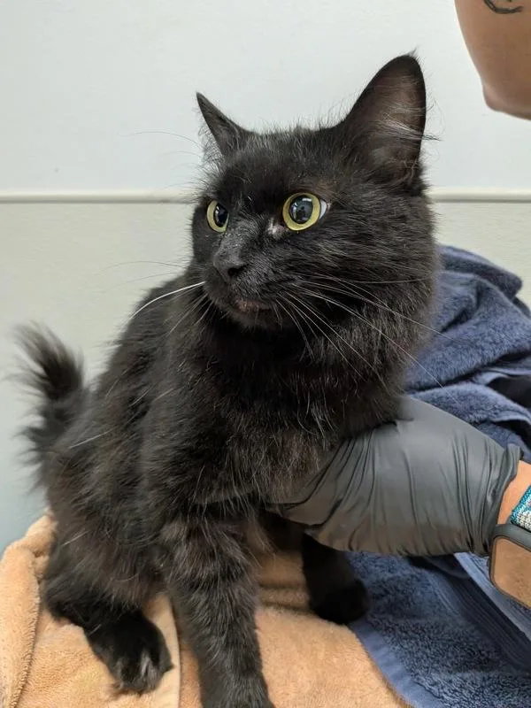An adult medium-sized female Domestic Long Hair cat named Dim for adoption in San Diego, CA
