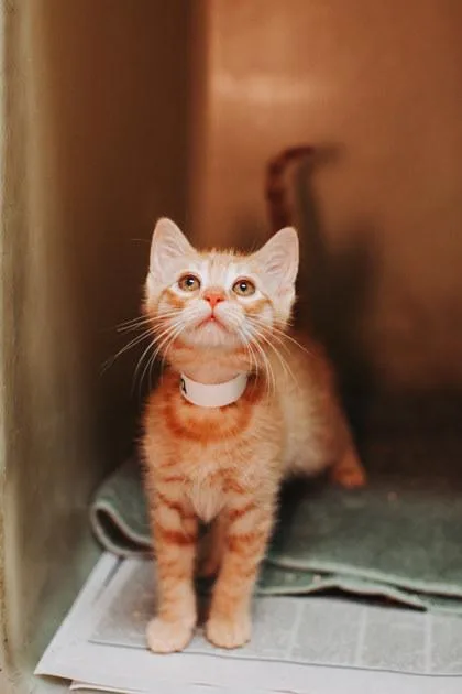 A young small-sized male Domestic Short Hair cat named A Fredpetsmart West Ashley for adoption in North Charleston, SC