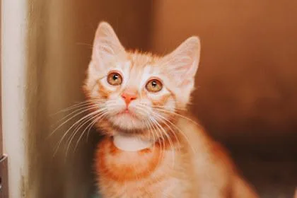 A Fredpetsmart West Ashley thumbnail 2