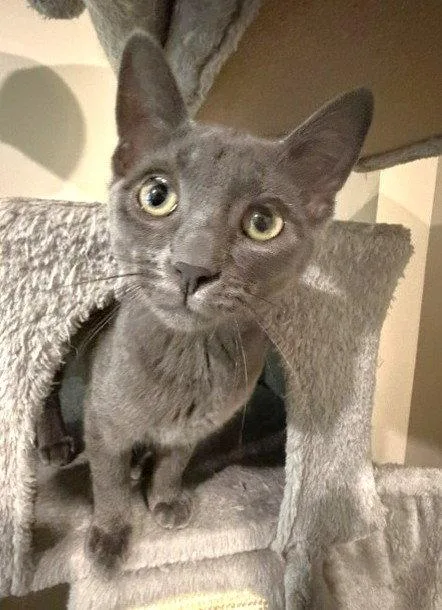 A baby medium-sized female Gray / Blue / Silver Domestic Short Hair cat named Lemi and Lumi for adoption in Shawnee, KS