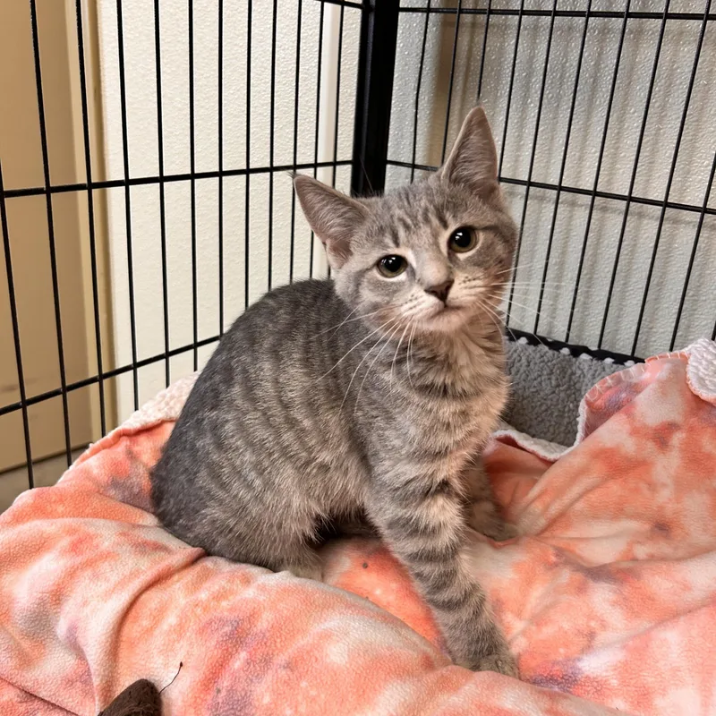 A baby small-sized female Domestic Short Hair cat named Tulip for adoption in Myerstown, PA