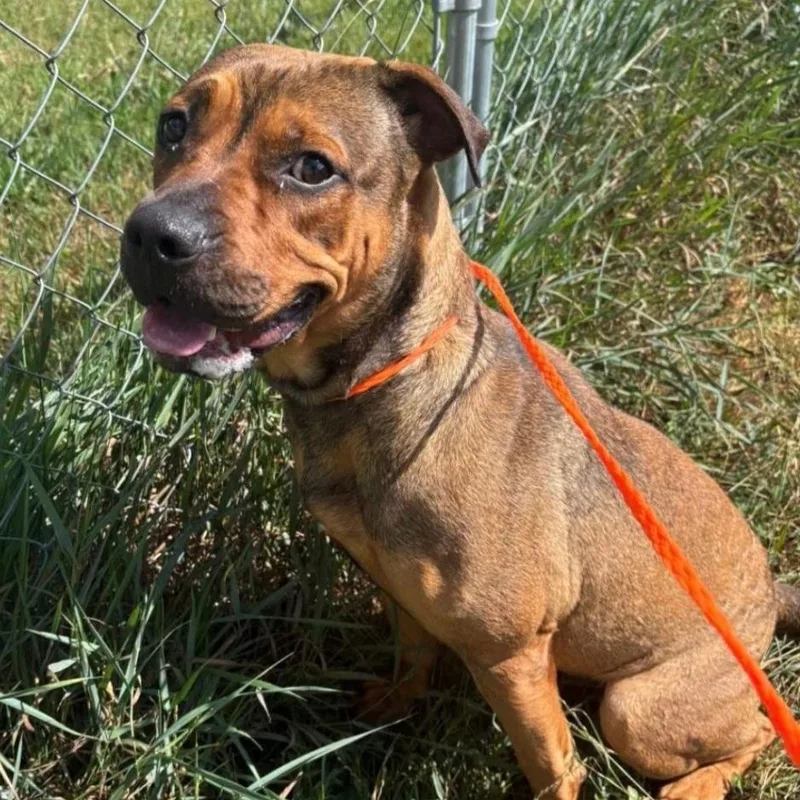 An adult medium-sized female Pit Bull Terrier dog named Pebbles for adoption in Watertown, NY