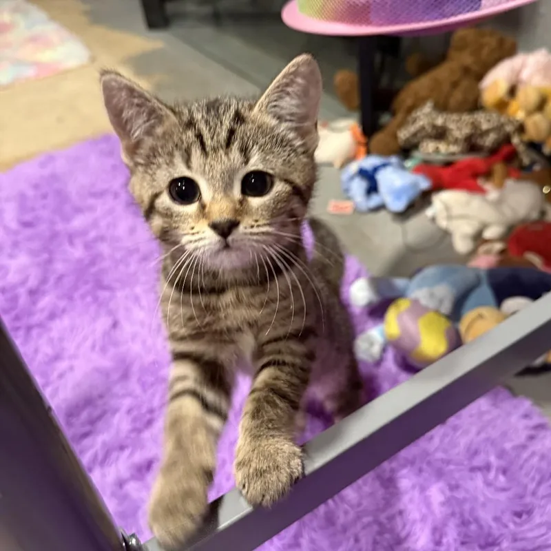 A baby medium-sized female Gray / Blue / Silver Domestic Short Hair cat named Nemo for adoption in Bensalem, PA