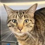 An adult medium-sized male Tabby (Brown / Chocolate) Domestic Short Hair cat named Myles for adoption in Lansing, MI