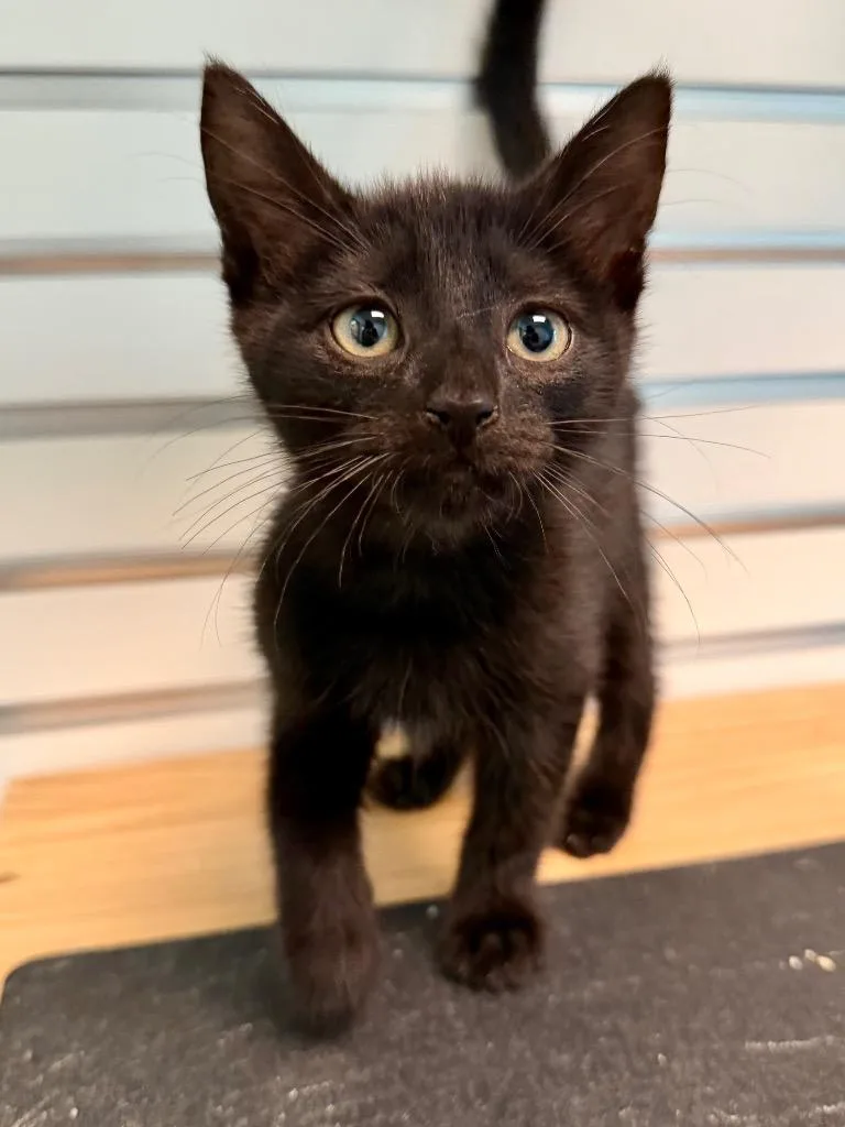 A baby small-sized male Domestic Short Hair cat named Swampy for adoption in Cape Coral, FL