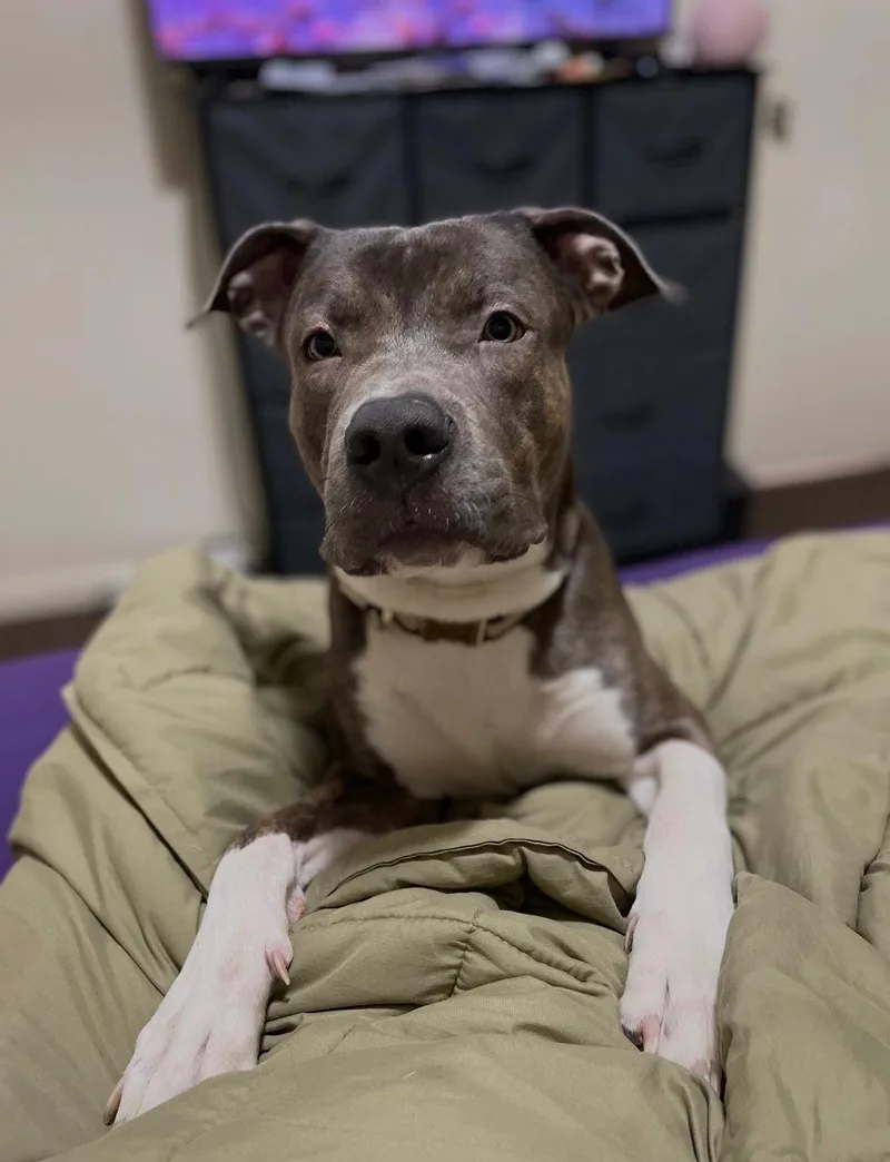 An adult medium-sized male Pit Bull Terrier dog named Ace Frehley for adoption in Palatine, IL