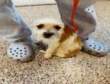 A baby small-sized female Terrier dog named Thumb for adoption in Largo, FL