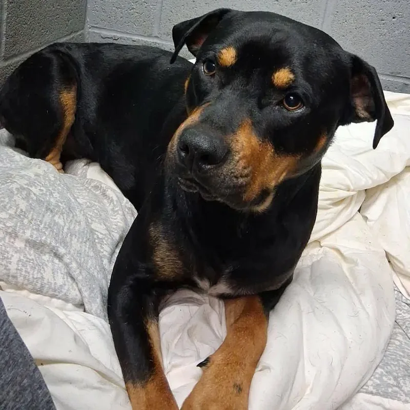 An adult small-sized male Black Rottweiler dog named Root for adoption in Corbin, KY