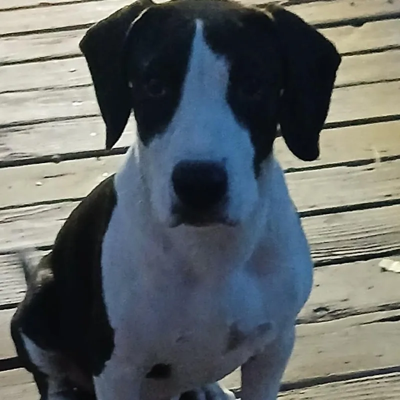 An adult medium-sized male White / Cream Pit Bull Terrier dog named Buddy for adoption in Wadena, MN