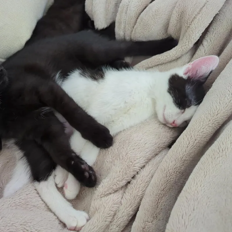 A baby small-sized male Black Domestic Short Hair cat named Booker for adoption in Skokie, IL
