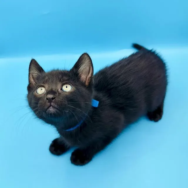 A baby medium-sized male Domestic Short Hair cat named Ridoc for adoption in Springfield, MO