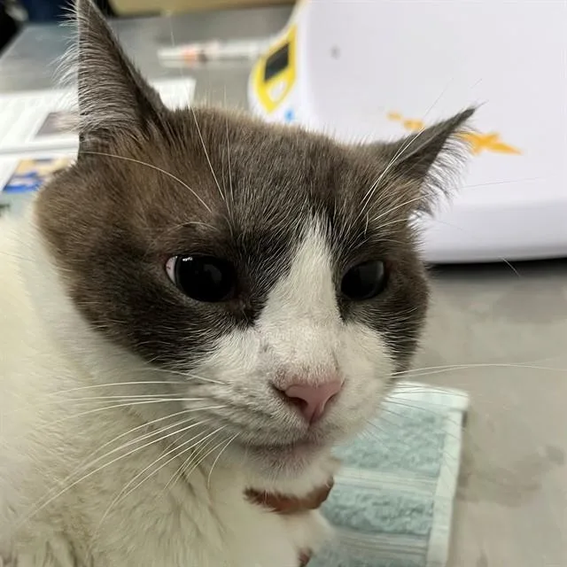 An adult medium-sized male Domestic Short Hair cat named Benjamin for adoption in Naples, FL