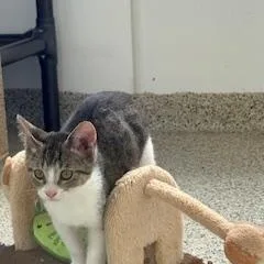A baby medium-sized male Domestic Short Hair cat named Phoenix for adoption in Black River Falls, WI