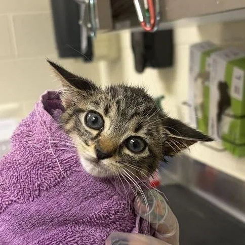 A baby small-sized male Domestic Medium Hair cat named Ron Stoppable for adoption in Asheville, NC