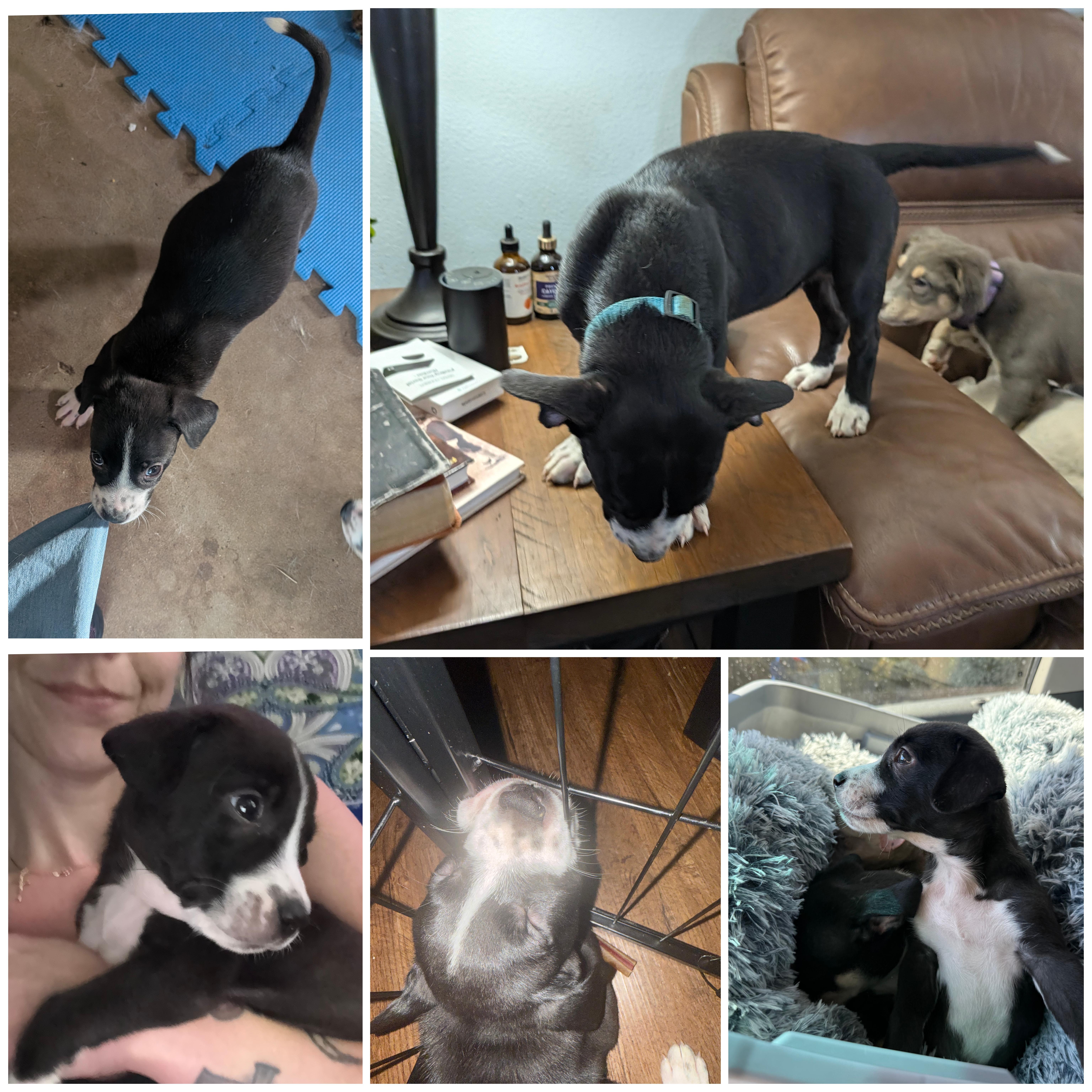 A baby medium-sized male Mixed Breed dog named Buddy for adoption in Bastrop, TX