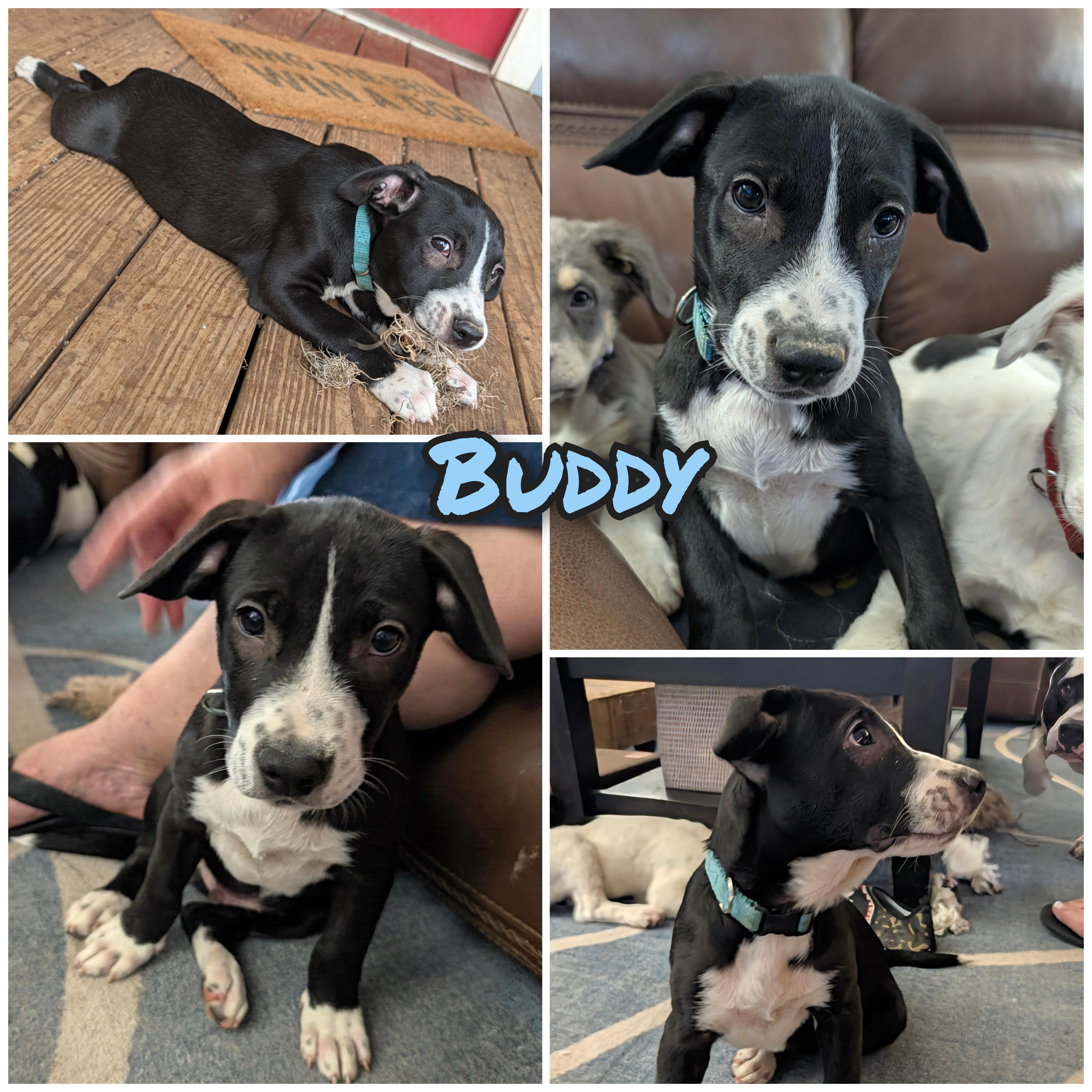 Buddy thumbnail 5