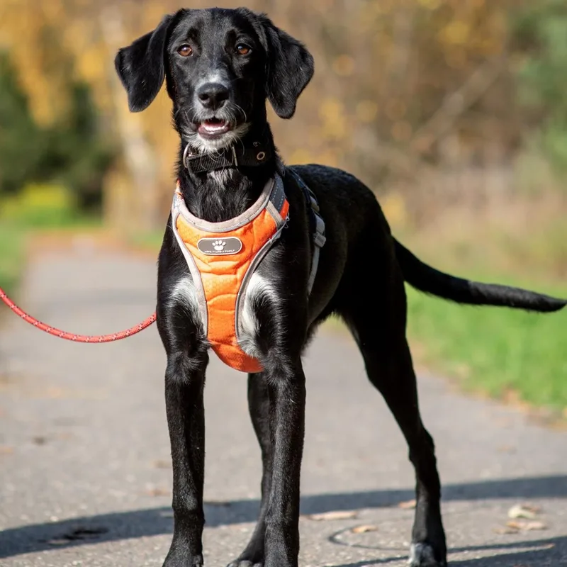 A young medium-sized female Spaniel dog named Kira for adoption in Morristown, NJ