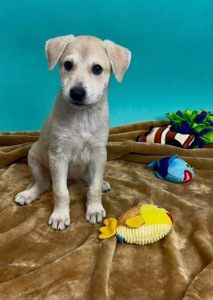 A baby medium-sized female Shepherd dog named Snapper for adoption in Phoenix, AZ