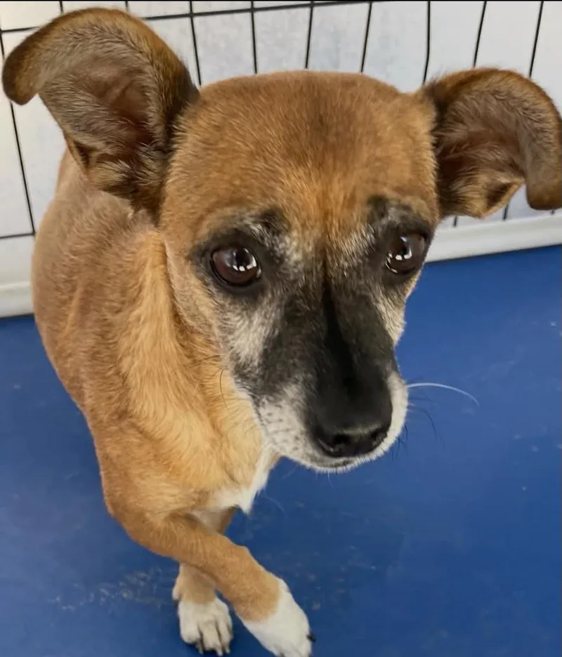 A young small-sized female Chihuahua dog named Walnut for adoption in Las Vegas, NV