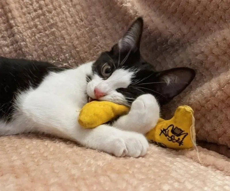 A young medium-sized male Black & White / Tuxedo Domestic Short Hair cat named Teddy for adoption in Knoxville, TN