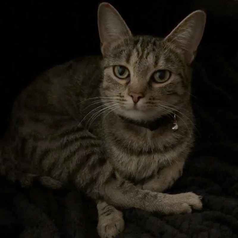 An adult small-sized female Gray / Blue / Silver Domestic Short Hair cat named Kyra for adoption in Roanoke, VA