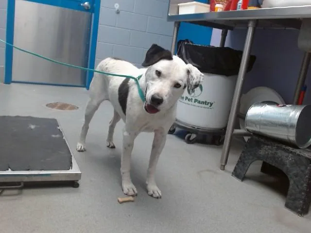 An adult medium-sized male Dalmatian dog named Bamby for adoption in Albuquerque, NM