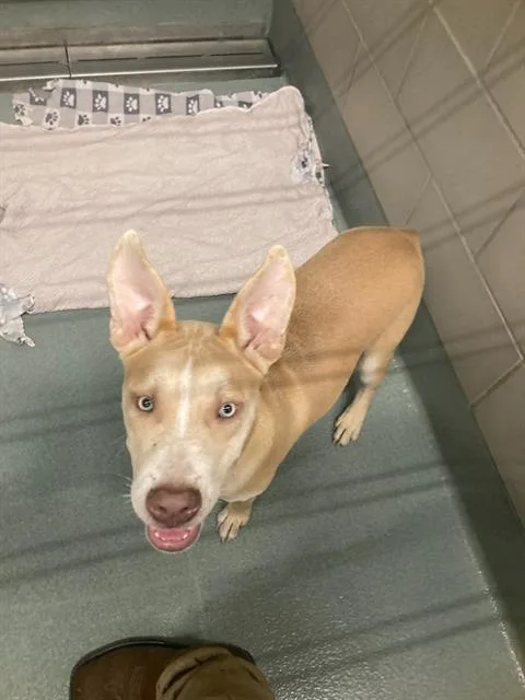 A young medium-sized male Husky dog named Titus for adoption in Baytown, TX