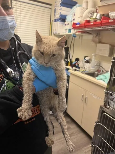 An adult large-sized female Domestic Short Hair cat named Karen for adoption in Stockton, CA