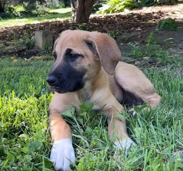 A baby large-sized male Labrador Retriever dog named Gordy for adoption in Kansas City, MO