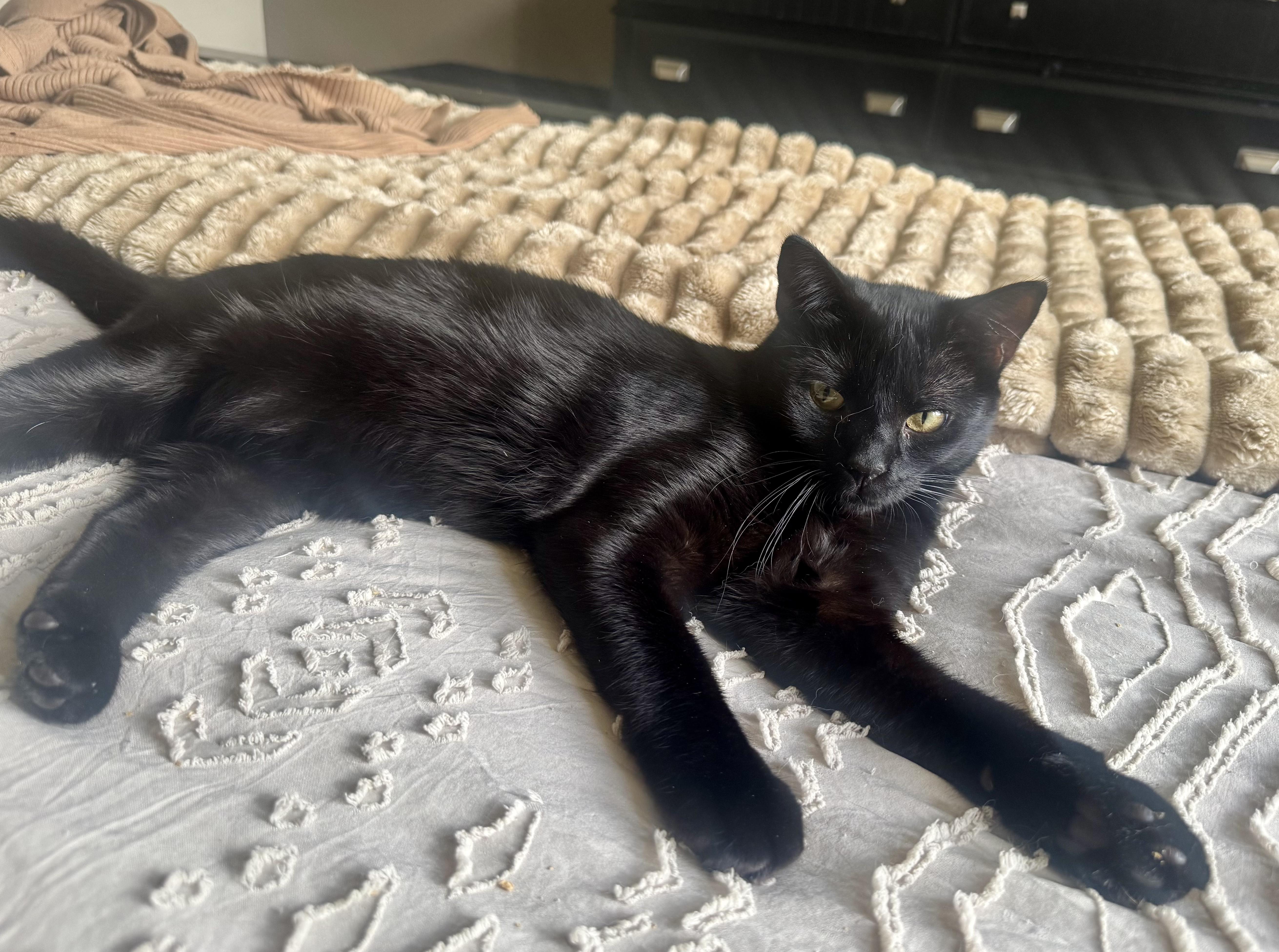 A baby small-sized female Black Domestic Short Hair cat named Expresso for adoption in Galloway, NJ