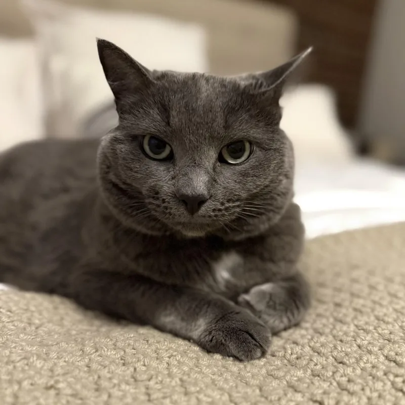 An adult large-sized female Domestic Short Hair cat named Lola for adoption in Braintree, MA