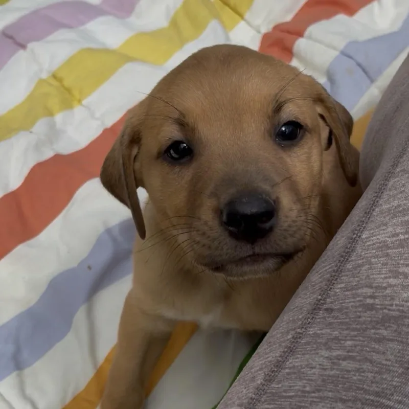 A young small-sized male Yellow / Tan / Blond / Fawn Mixed Breed dog named Winston for adoption in Jena, LA