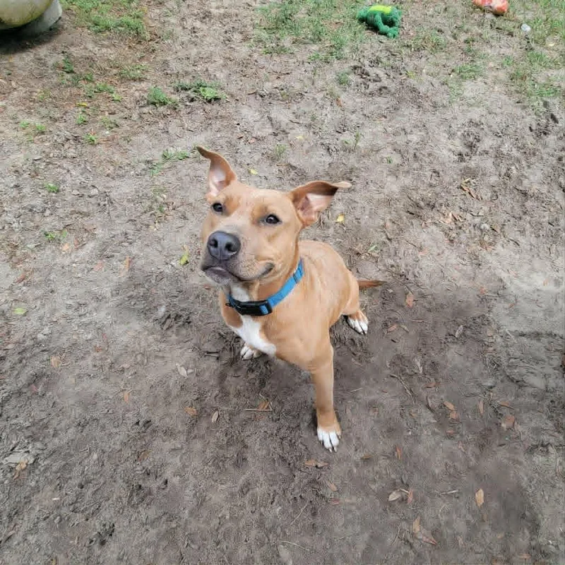 An adult medium-sized female Yellow / Tan / Blond / Fawn Terrier dog named Jessie for adoption in Umatilla, FL