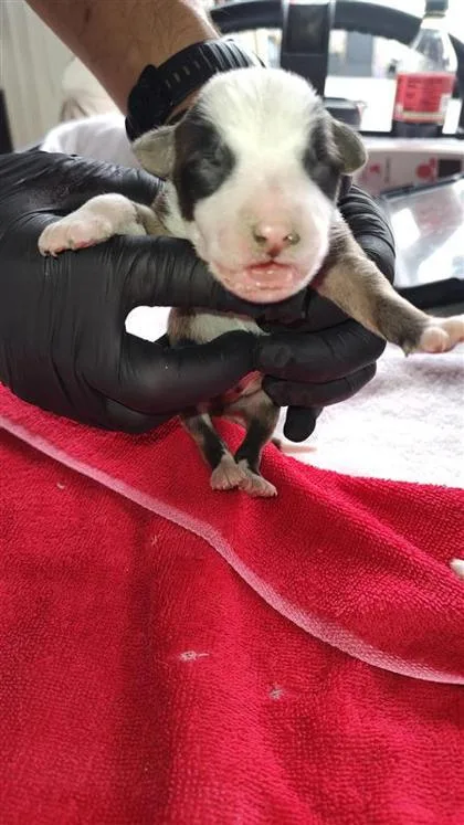 A baby small-sized male White / Cream Terrier dog named 7 for adoption in El Paso, TX