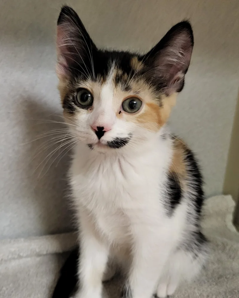 A baby medium-sized female Calico Domestic Short Hair cat named Lyanna for adoption in Grayslake, IL