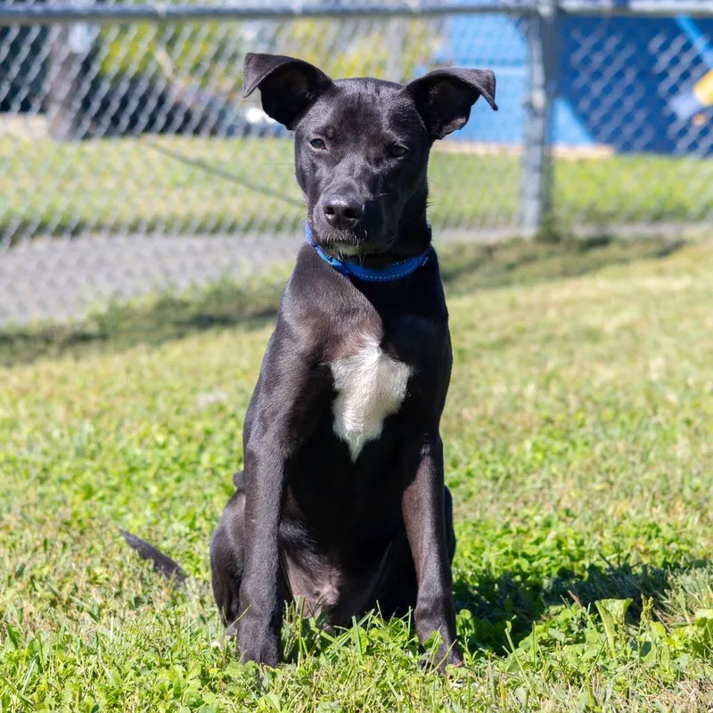 A baby medium-sized male Black Labrador Retriever dog named Tux for adoption in Newark, DE